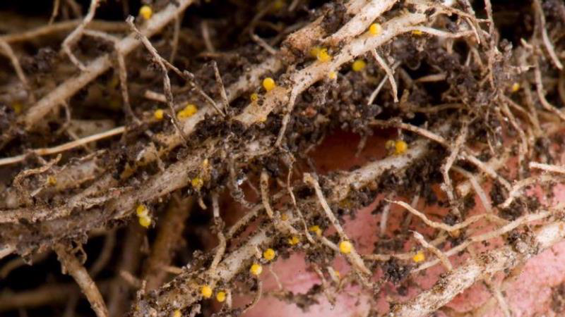 У шести районах Волині знайшли заражену паразитом картоплю