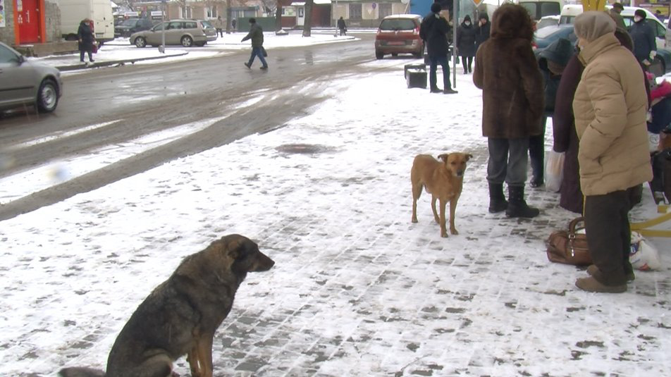 П'ять покусаних людей за тиждень: у місті на Волині страждають від вуличних псів