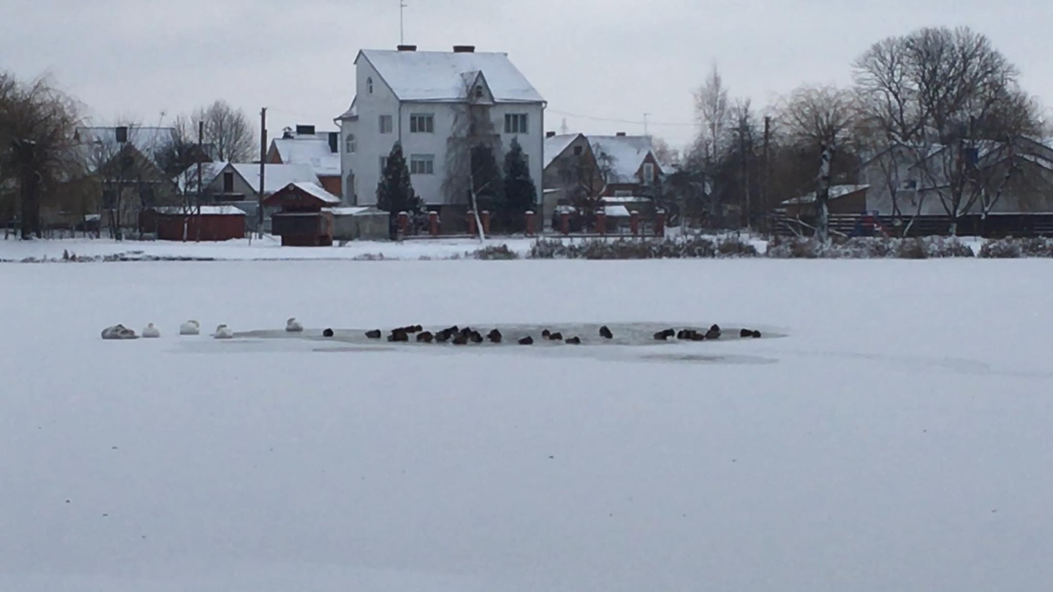 На Теремнівських ставках у Луцьку замерзають птахи (фото, відео)