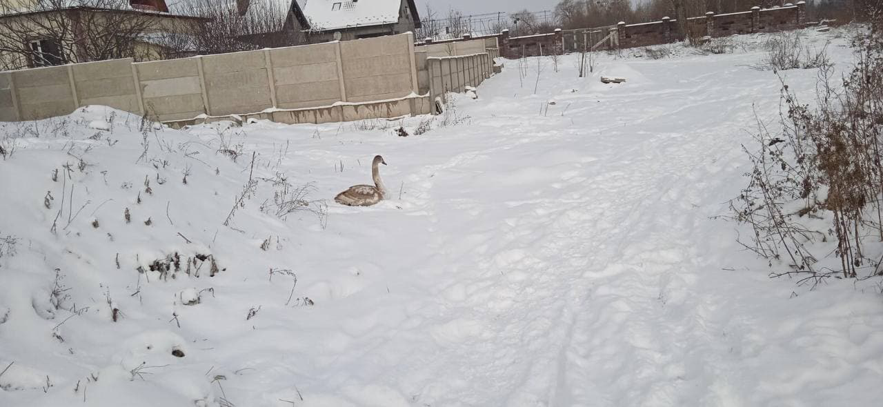 У Рожищенському районі врятували лебедя