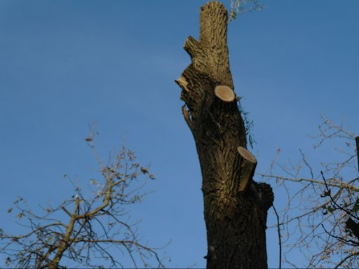 «Маленька перемога»: у Луцьку хочуть на рік відмовитися від кронування дерев