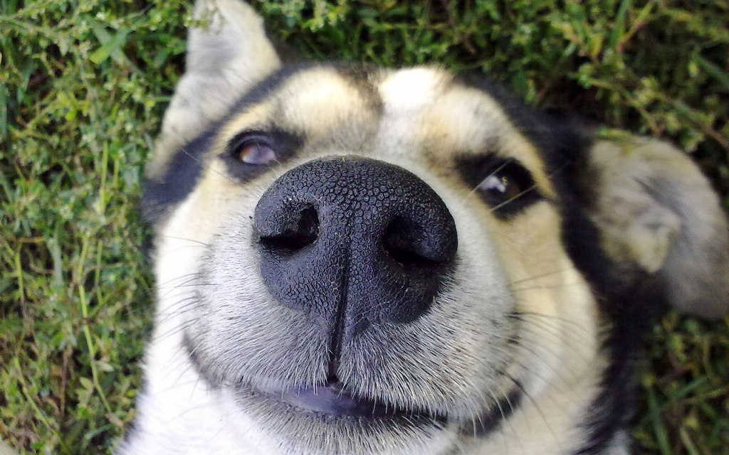 У Китаї собакам робитимуть «посвідчення особи» зі знімком їхнього носа