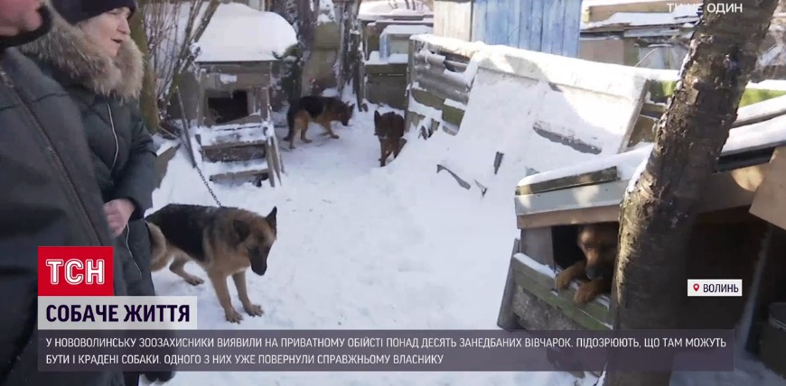 Кажуть, робить собачий жир: деталі історії із краденими вівчарками в Нововолинську