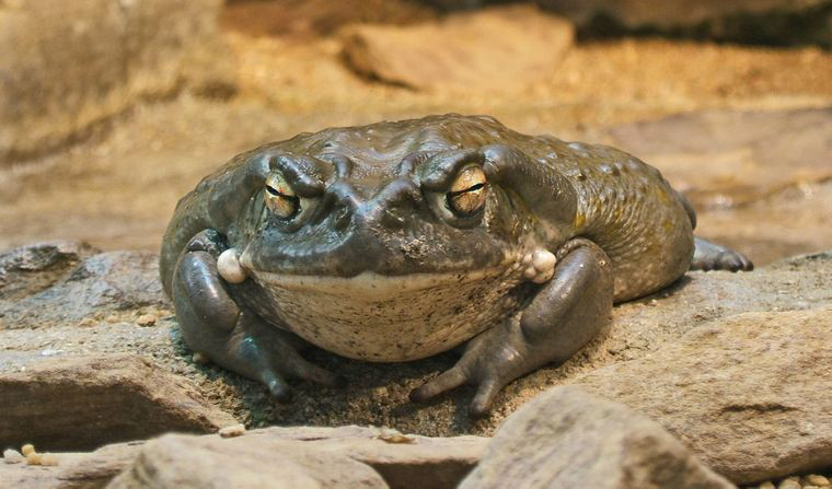 У США доять «психоделічних жаб»: зоозахисники б'ють на сполох
