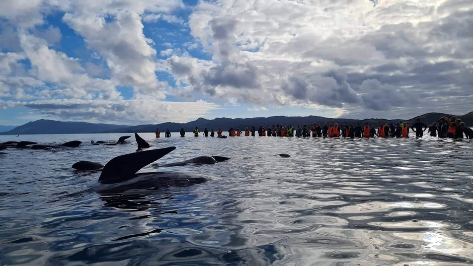 На узбережжя Нової Зеландії викинулися пів сотні китів (відео)