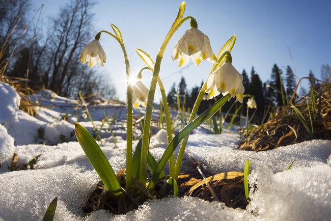 Сонечко пригріє: погода в Луцьку на четвер, 25 лютого