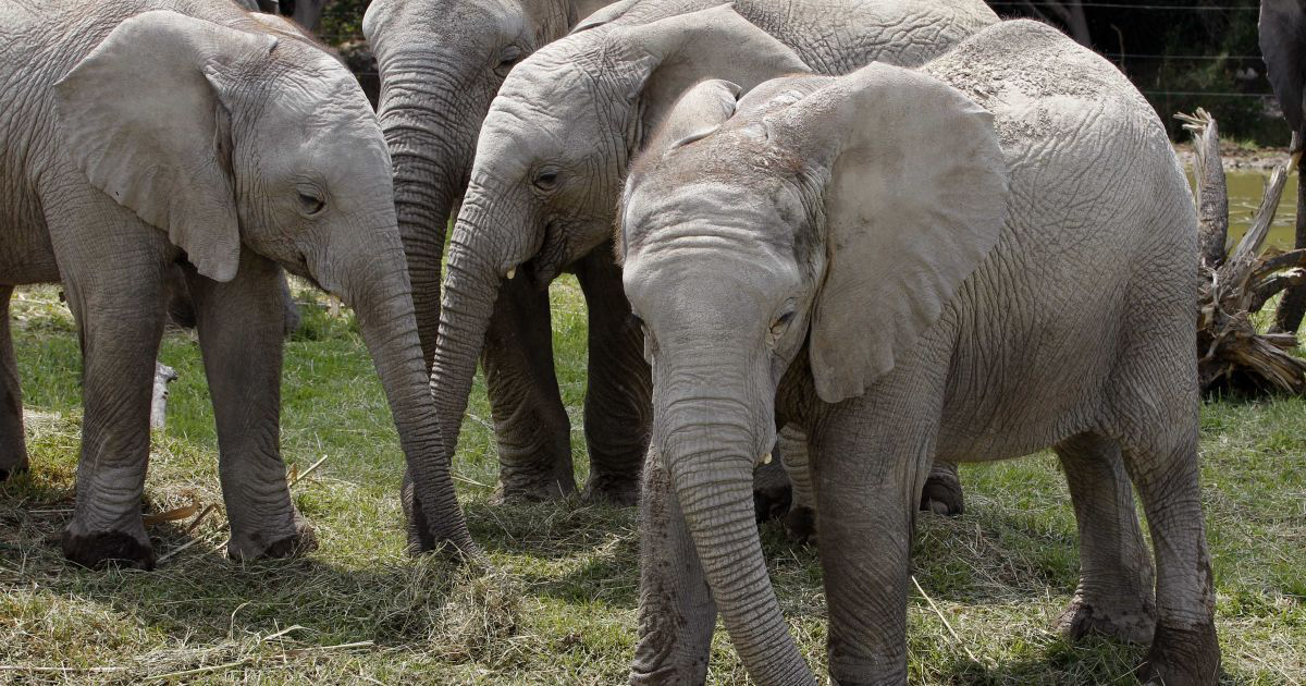 В Іспанії загинув працівник зоопарку: на нього напав слон