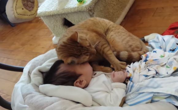 На обличчі спав кіт: в Острозі загинула 4-місячна дитина