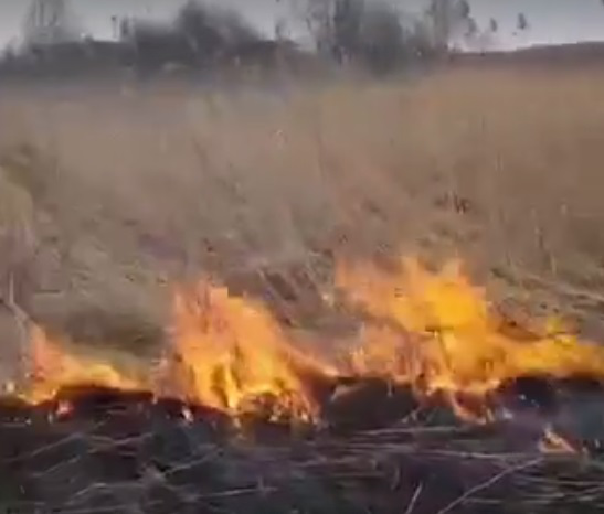 На Волині на території заказника горить трава (відео)