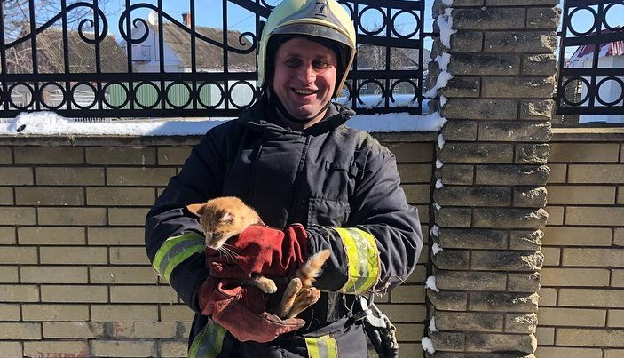У Володимирі врятували кішку, яка три дні просиділа на дереві (фото)