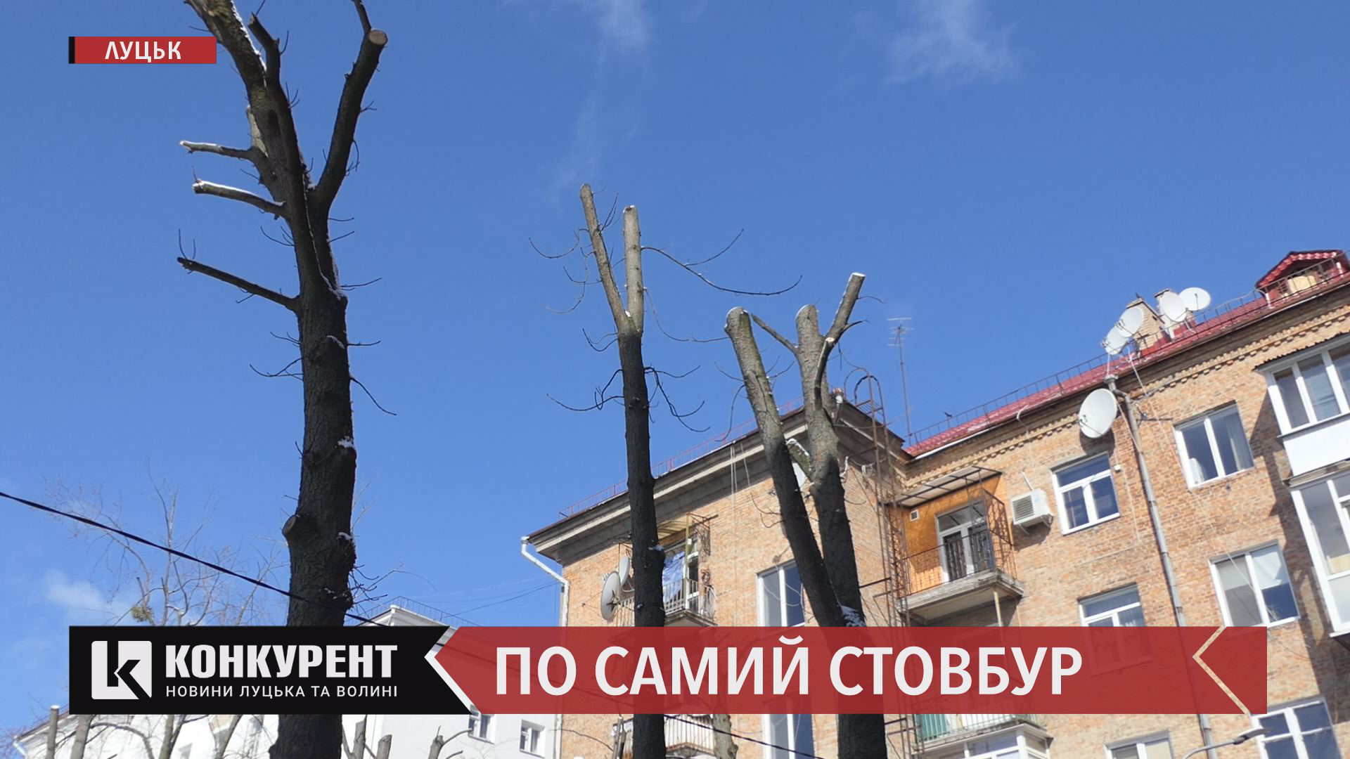 У Луцькраді обіцяють розібратися із «варварським» кронуванням дерев на Волі (відео)