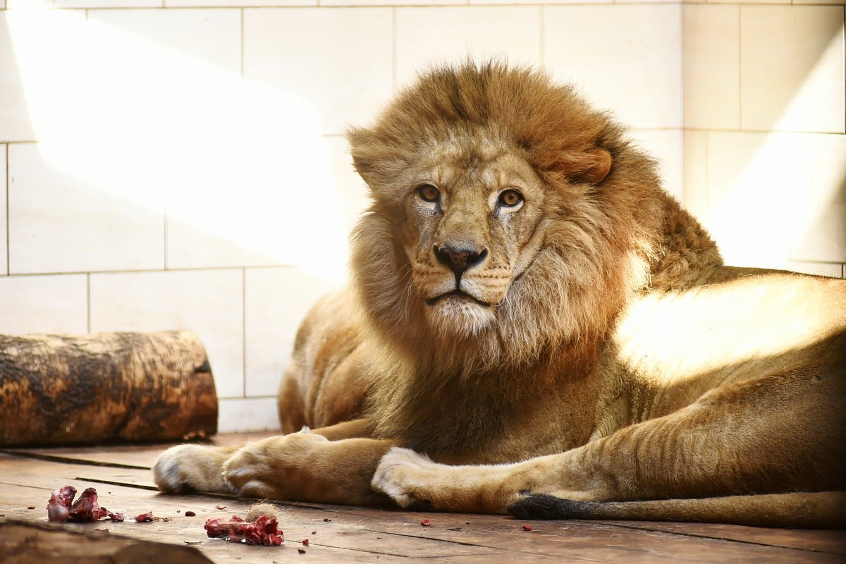У Луцькому зоопарку помер найбільший котик – лев Нік (фото)