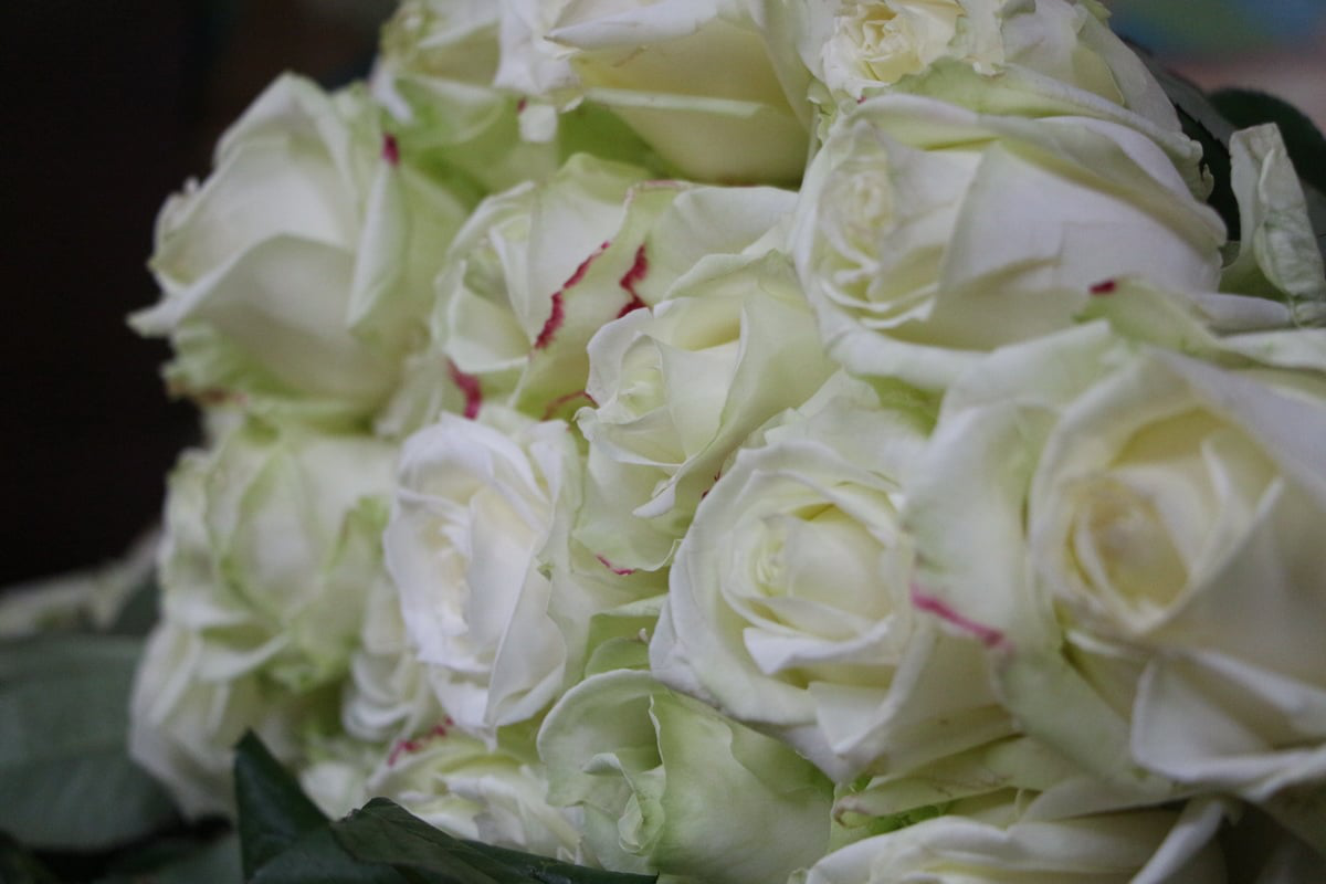 У луцькому соборі митрополит Михаїл роздавав жінкам білі троянди (фото)