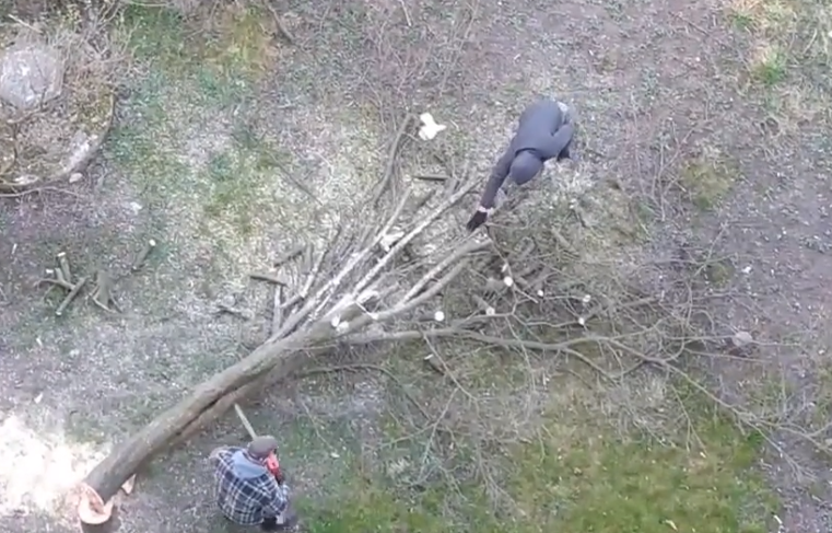 На Конякіна в Луцьку незаконно зрізали дерево (відео)