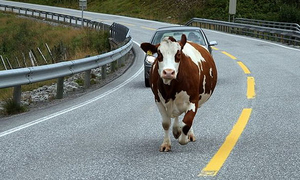 У Ковелі на дорозі з причепа випала корова (відео)