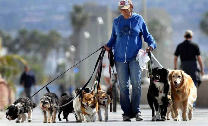 Лучани просять облаштували у місті майданчики для вигулу собак (петиція)