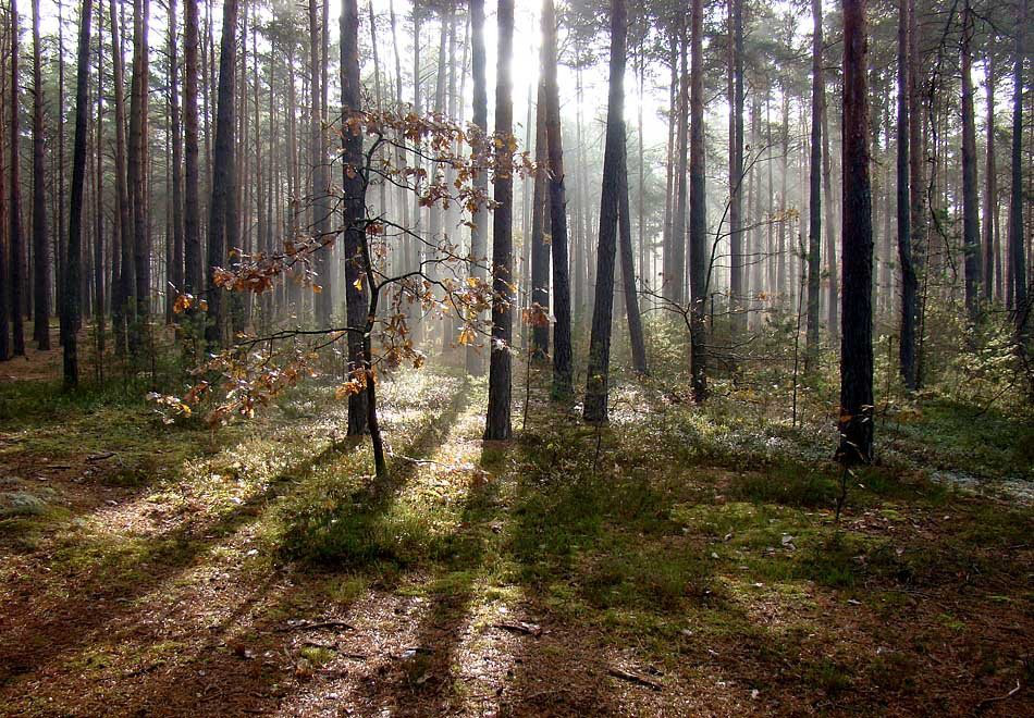 Державі повернули чотири гектари лісу на Волині