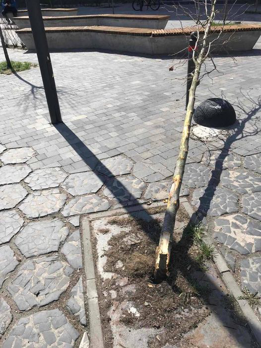 У Луцьку шукають водія, який зламав дерево у центрі міста (фото)