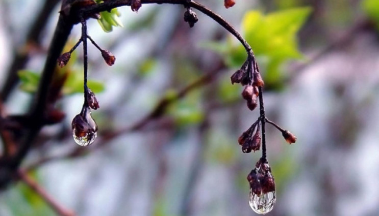 Тепло, але з дощем: погода в Луцьку на вівторок, 20 квітня