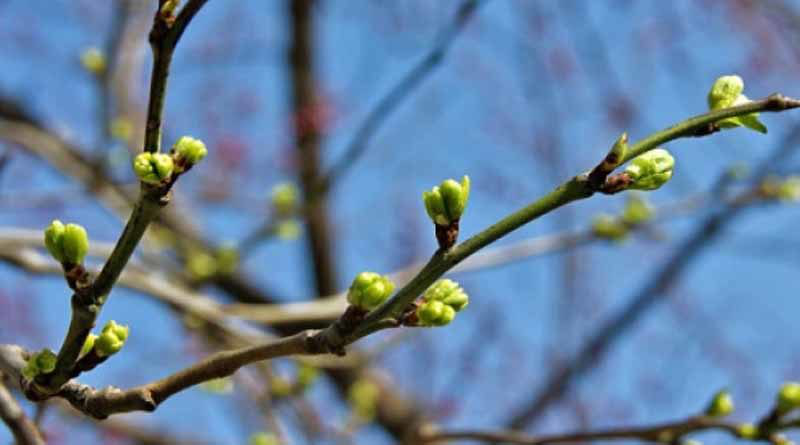 Весна, але примхлива: погода в Луцьку на середу, 21 квітня