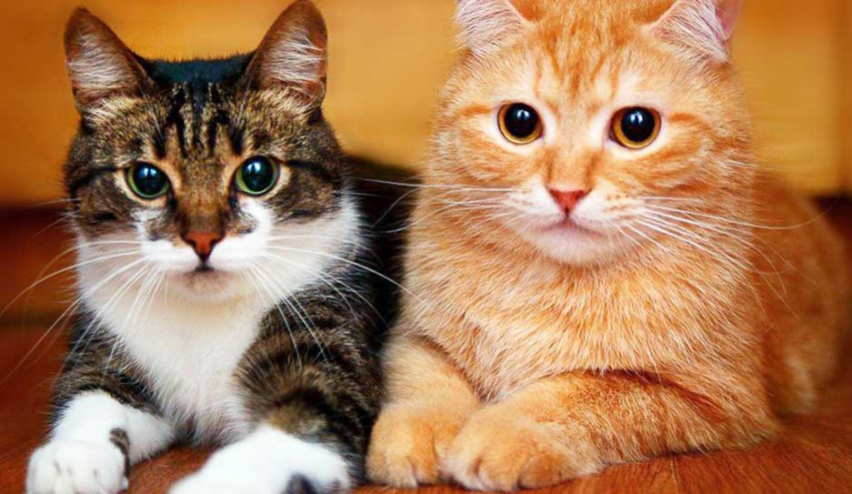 Дослідники виявили випадки передачі «ковіду» від людини до кішки