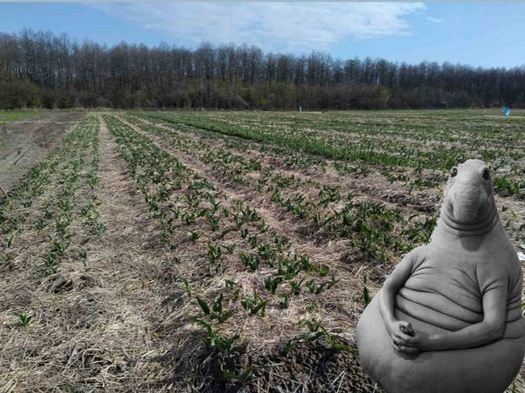«Волинська Голландія-2021»: через холодну весну тюльпани затримуються