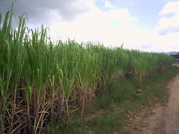 На Гнідавському цукровому заводі вироблятимуть цукор із тростини
