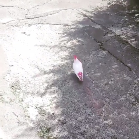 У Нововолинську помітили рожевого голуба (відео)
