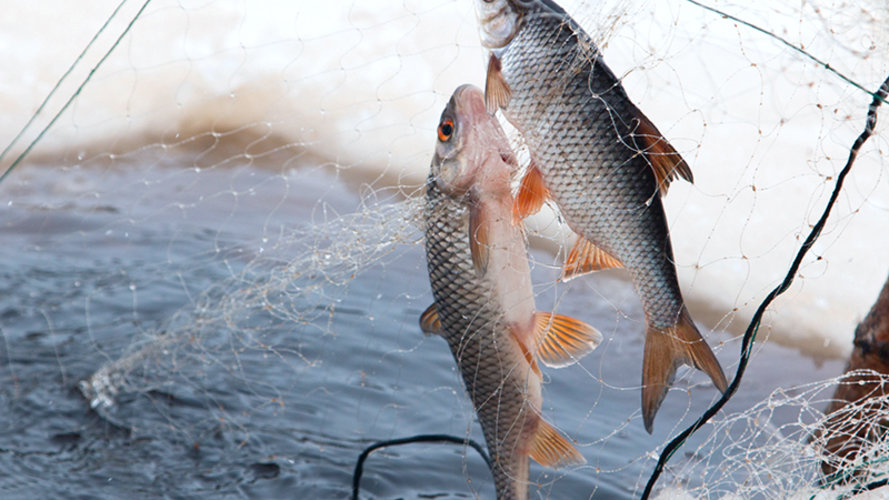 У перший місяць нересту на Волині виявили понад 100 порушень рибальства