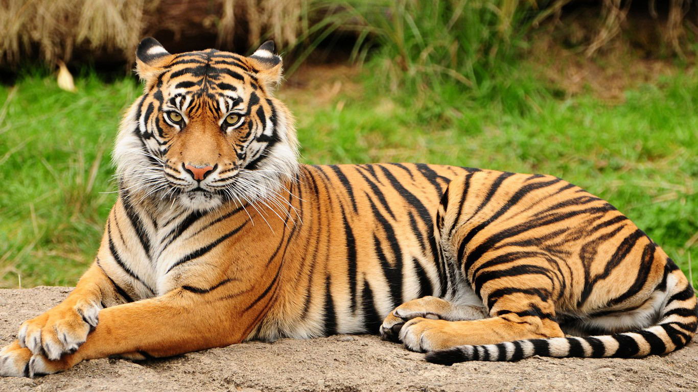 Вперше у світі: тигрові провели успішну операцію на рогівці ока