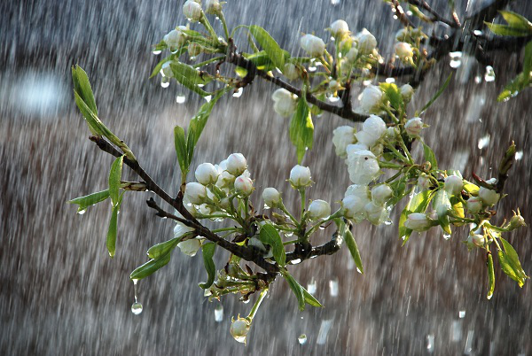Задощить: погода в Луцьку на вівторок, 18 травня