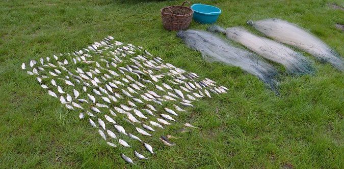 На Волині підприємець наловив сіткою риби на 19 тисяч гривень