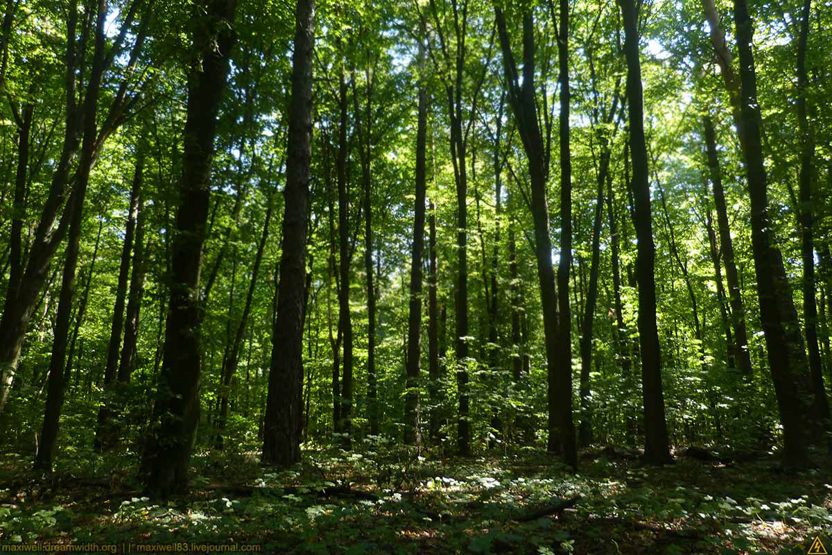 «Волиньторфу» не дозволили «перекопати» 44 гектари лісу