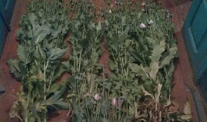 На Ковельщині жінка вирощувала на городі опійний мак (фото)