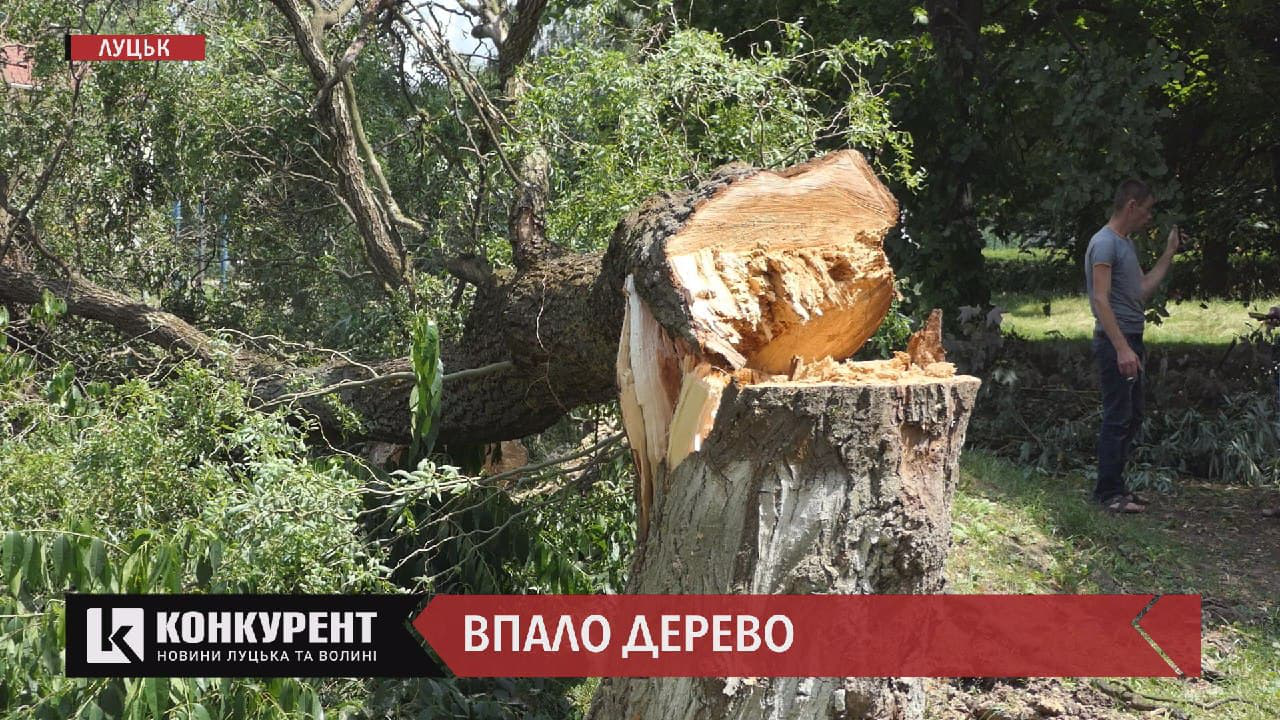 На Соборності у Луцьку величезні верби загрожують дітям: вже впали два дерева (відео)