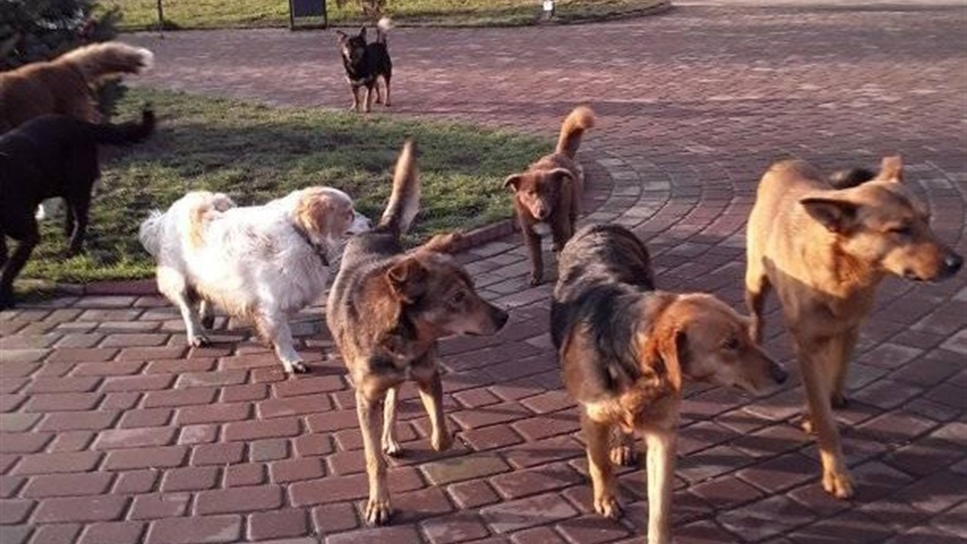 Дана Новарчук відловлюватиме собак на Волині: із нею знову уклали договір
