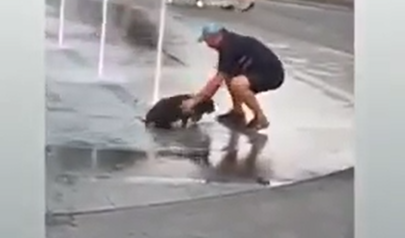 У центрі Луцька чоловік викупав собаку у фонтані (відео)