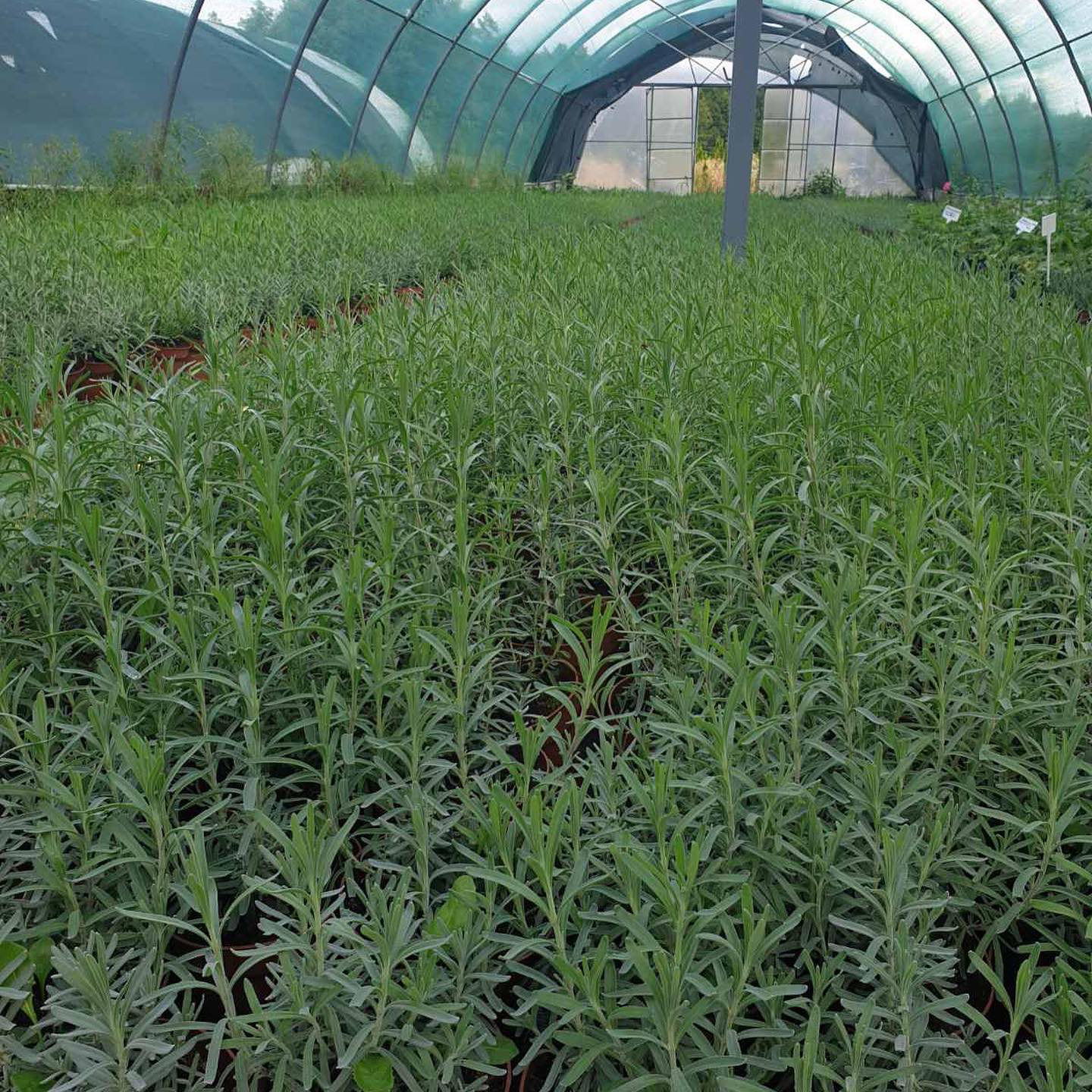 Окрім тюльпанів, лілій, хризантем: «Волинська Голландія» відкриє лавандові поля (фото, відео)