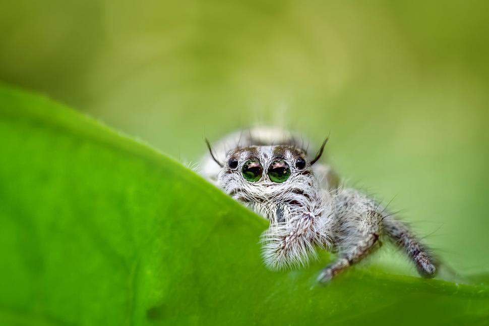 У Китаї знайшли 10 нових видів павуків
