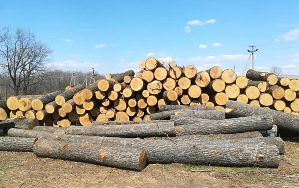 «Нашкодили» на 56 тисяч гривень: волинян судитимуть за незаконну деревину