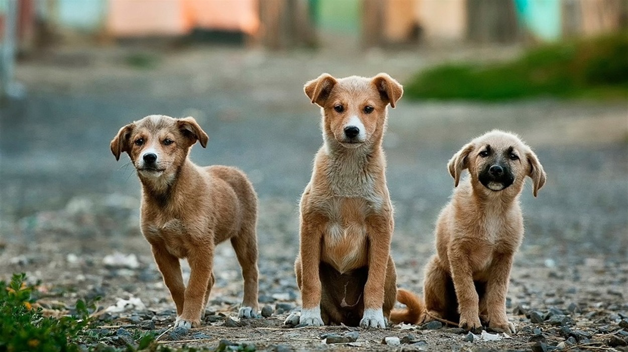 У Луцьку порахують безпритульних собак: шукають волонтерів