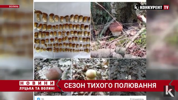 За скільки у Луцьку продають гриби та де їх збирають (відео)