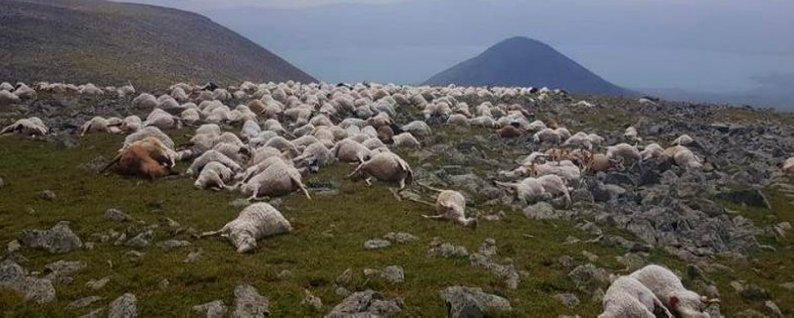 У Грузії блискавка вбила більше пів тисячі овець (відео)