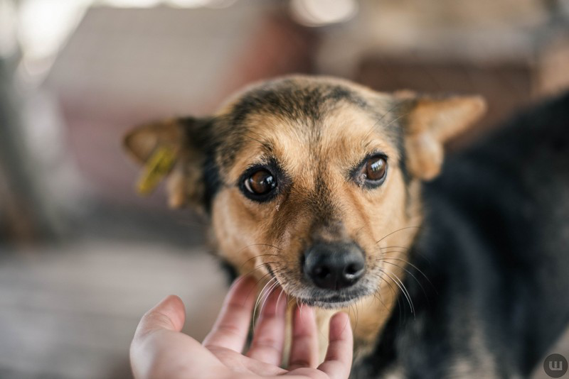 У Луцьку рахуватимуть безпритульних собак: потрібні волонтери зі смартфонами (відео)