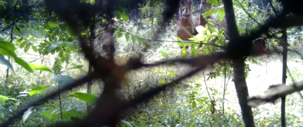 Посміхніться, вас знімають: на Волині крадії лісу попалися у фотопастку (відео)