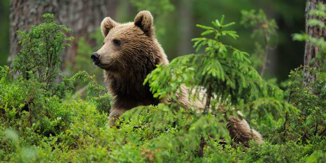 У лісі біля села Згорани помітили сліди ведмедя