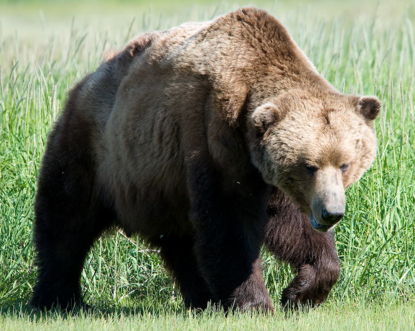 Бурий «нелегал»: ведмідь потрапив на Волинь з Білорусі