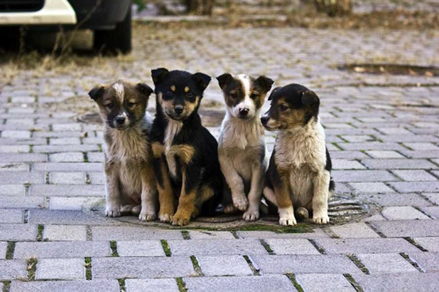 «Ласка» підрахувала кількість безпритульних собак у Луцьку