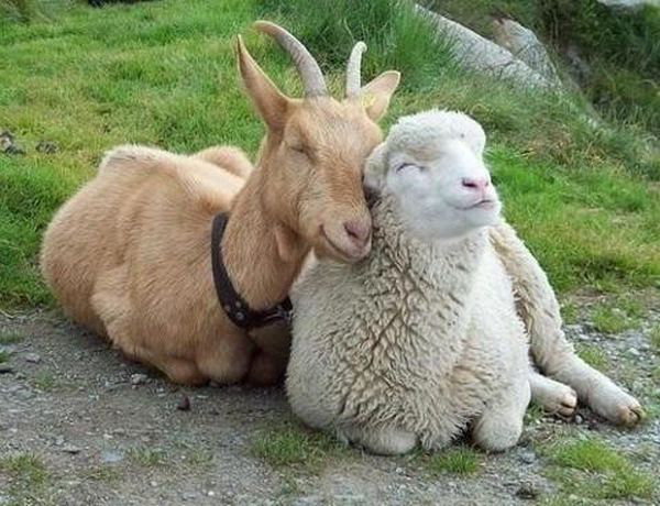 Аграріям нарахували дотацію на кіз та овець