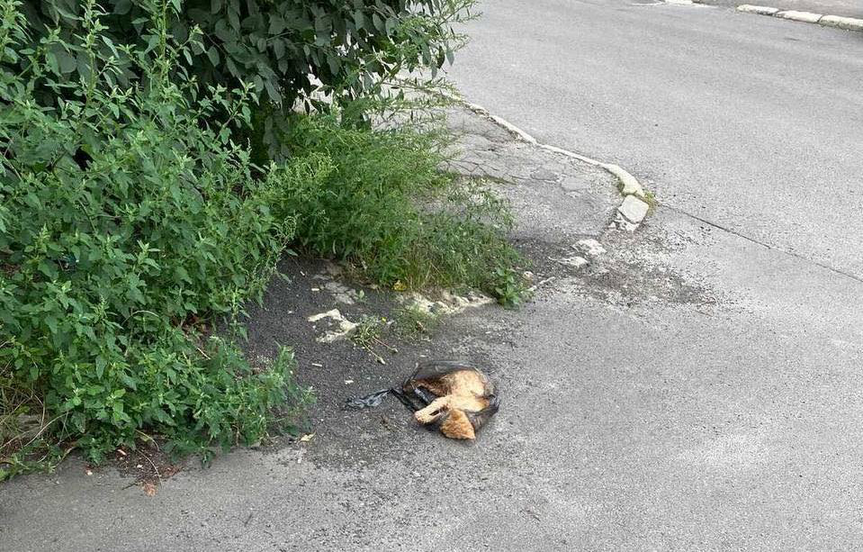 У Луцьку мертвого кота викинули просто посеред дороги (фото)